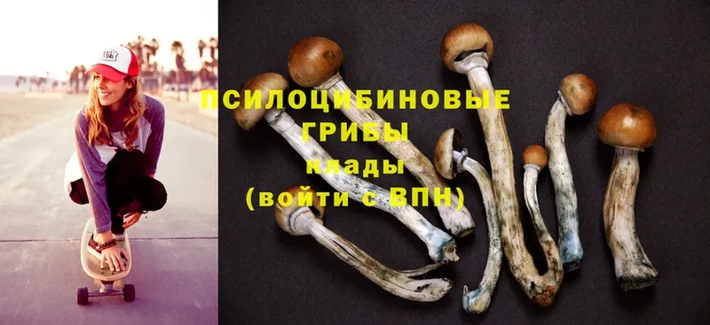 сколько стоит  Кубинка  Псилоцибиновые грибы Cubensis 